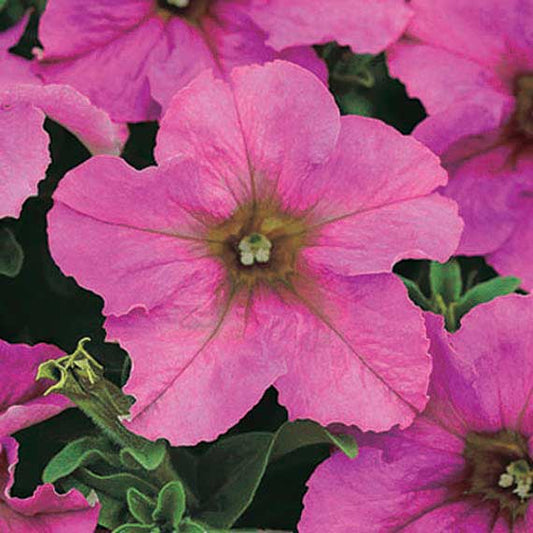 Petunia Twilight - B292A