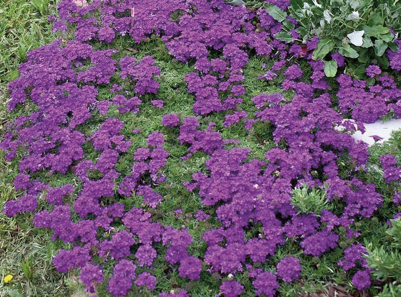 Verbena Imagination - B300A