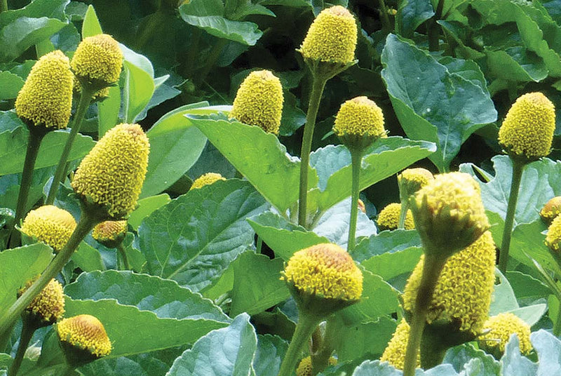 Spilanthes Lemon Drop - B305A
