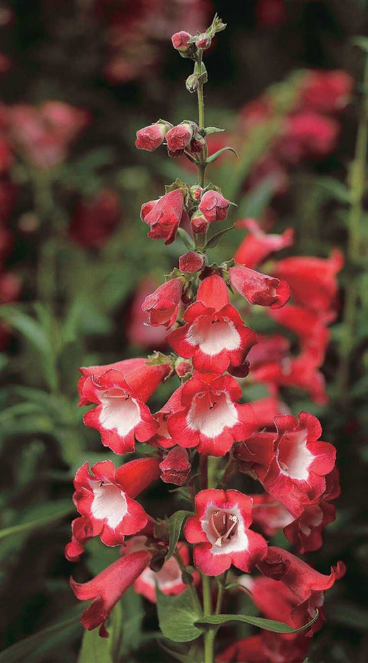 Penstemon Arabesque Red - B310A