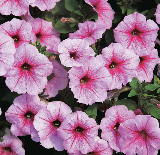 Petunia Shock Wave Pink Vein - B316A