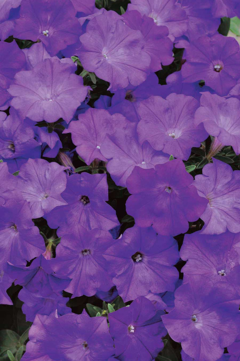 Petunia Shock Wave Denim - B318A