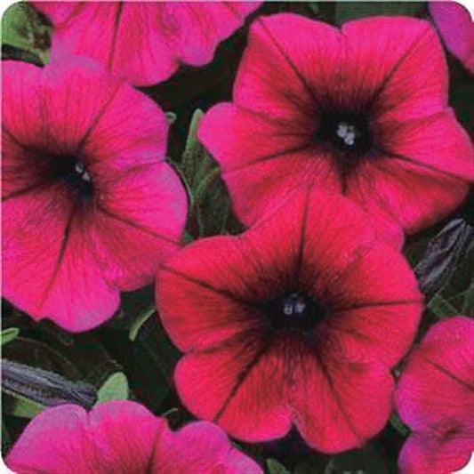 Petunia Shock Wave Deep Purple - B319A