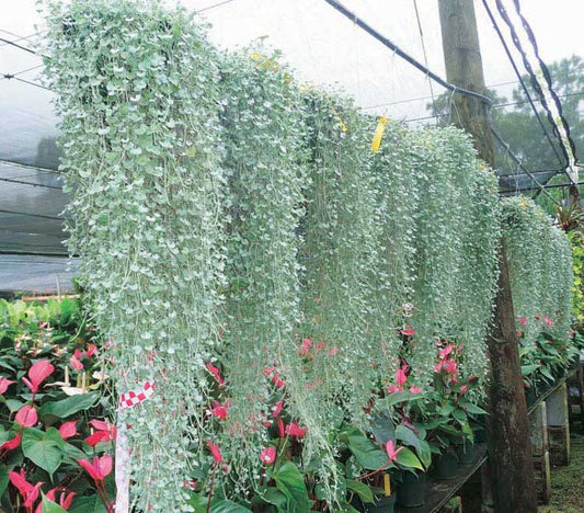 Dichondra Silver Falls - B33A