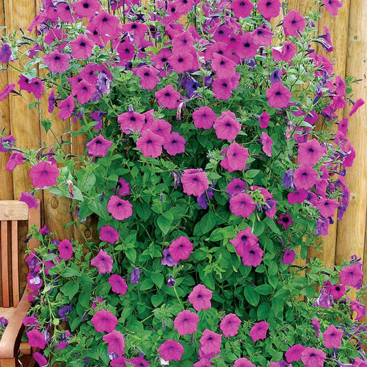 Petunia Tickled Pink - B333A