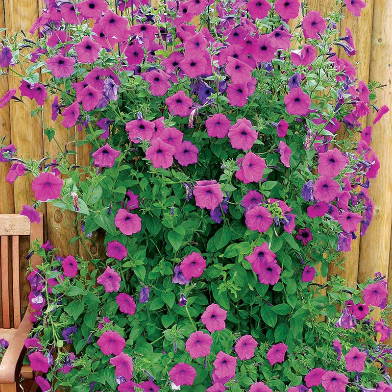 Petunia Tickled Pink - B333A