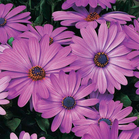 Osteospermum Asti Purple - B336A