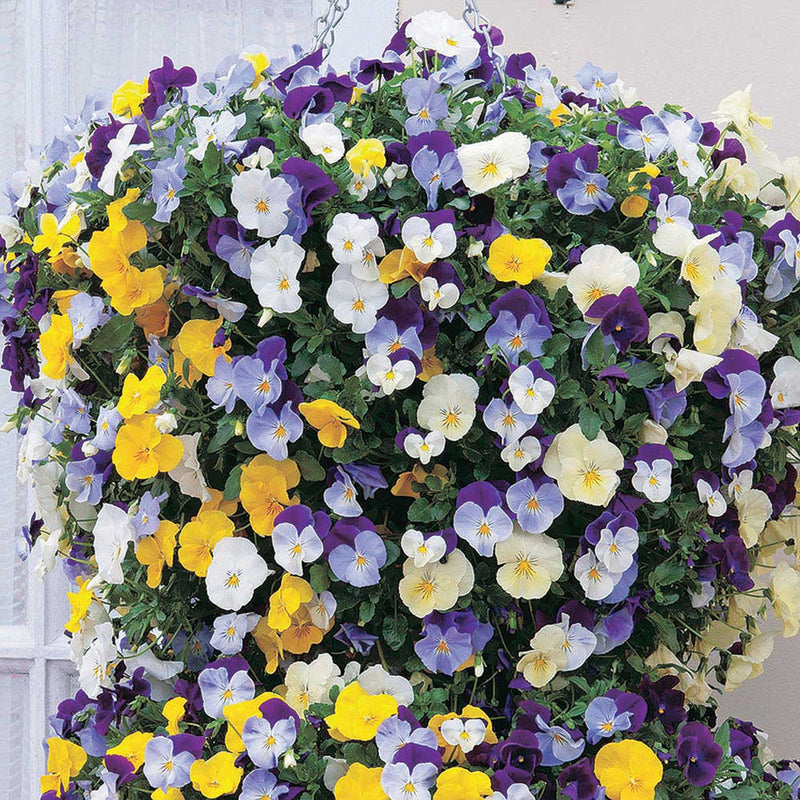 Pansy C.W Mix - B350A