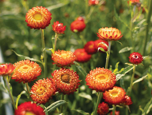 Strawflower Copper Red - B360A