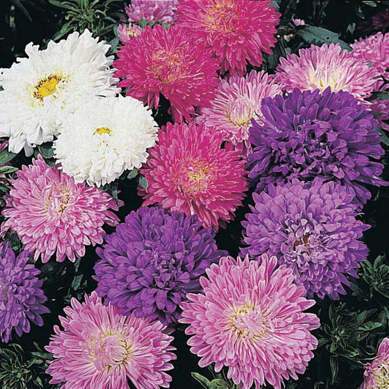 Aster Milady Mix - B50A