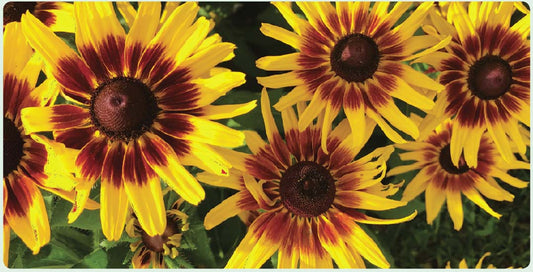 Rudbeckia Denver Daisy - B60A