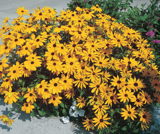 Rudbeckia Goldstrum - B65A