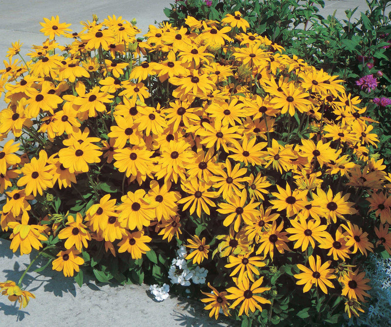 Rudbeckia Goldstrum - B65A