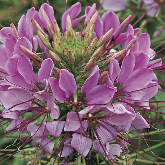 Cleome Sparkler - B67A