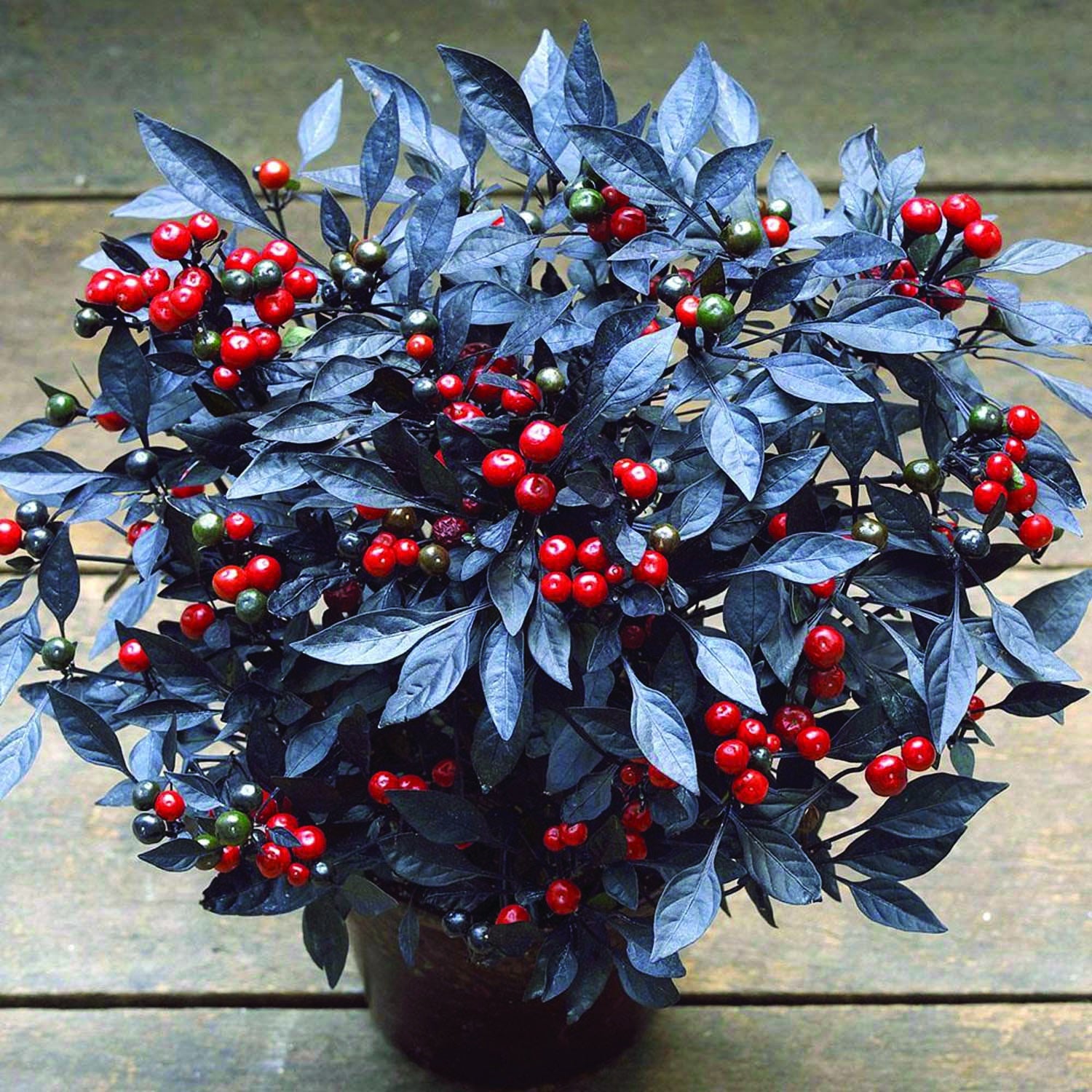 Red Onyx Ornamental Pepper Seeds | T&T Seeds
