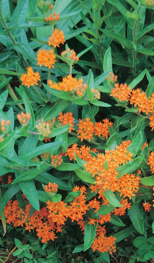 Asclepias Butterfly Milkweed - B8A