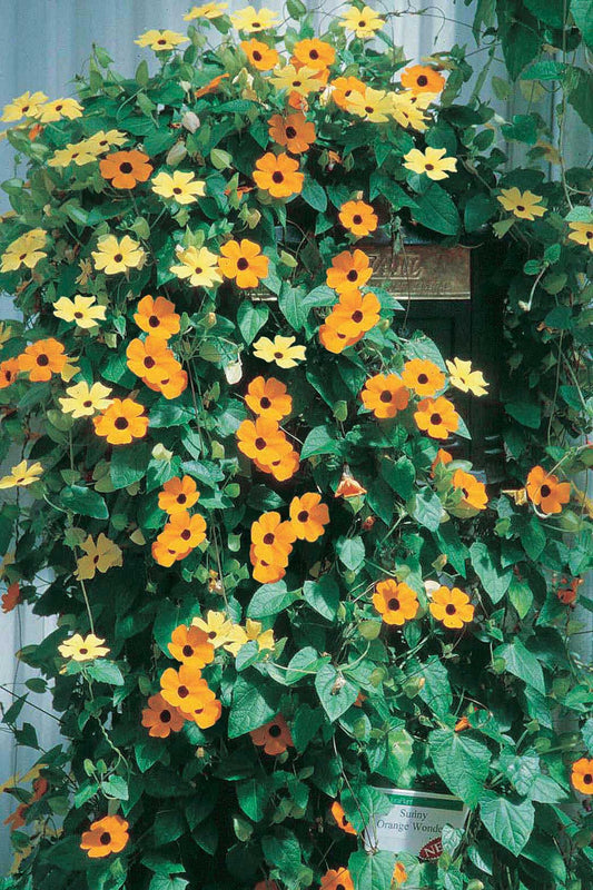 Black Eyed Susan (Thunbergia) - B85A