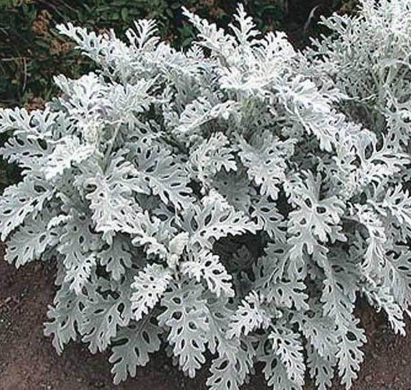 Dusty Miller Silver Dust - B97A