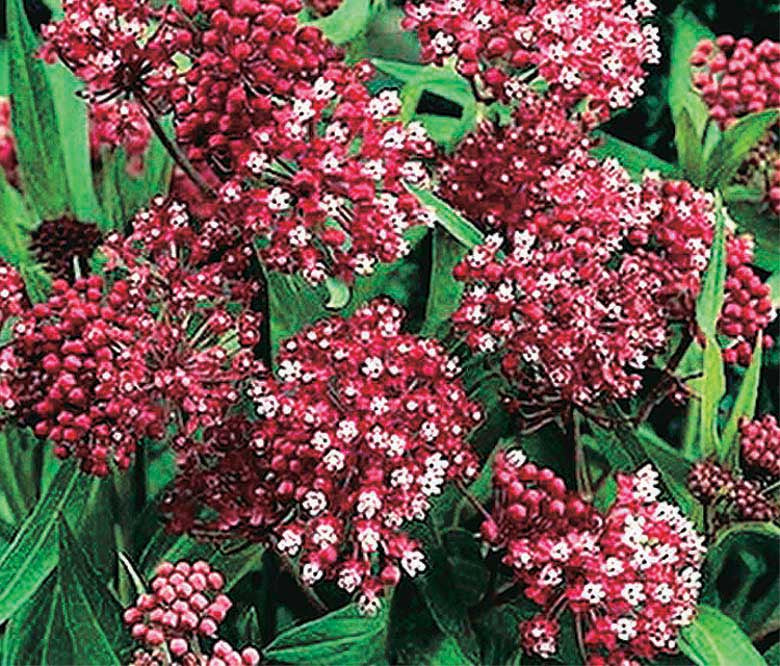 Asclepias Carmine Rose - B9A