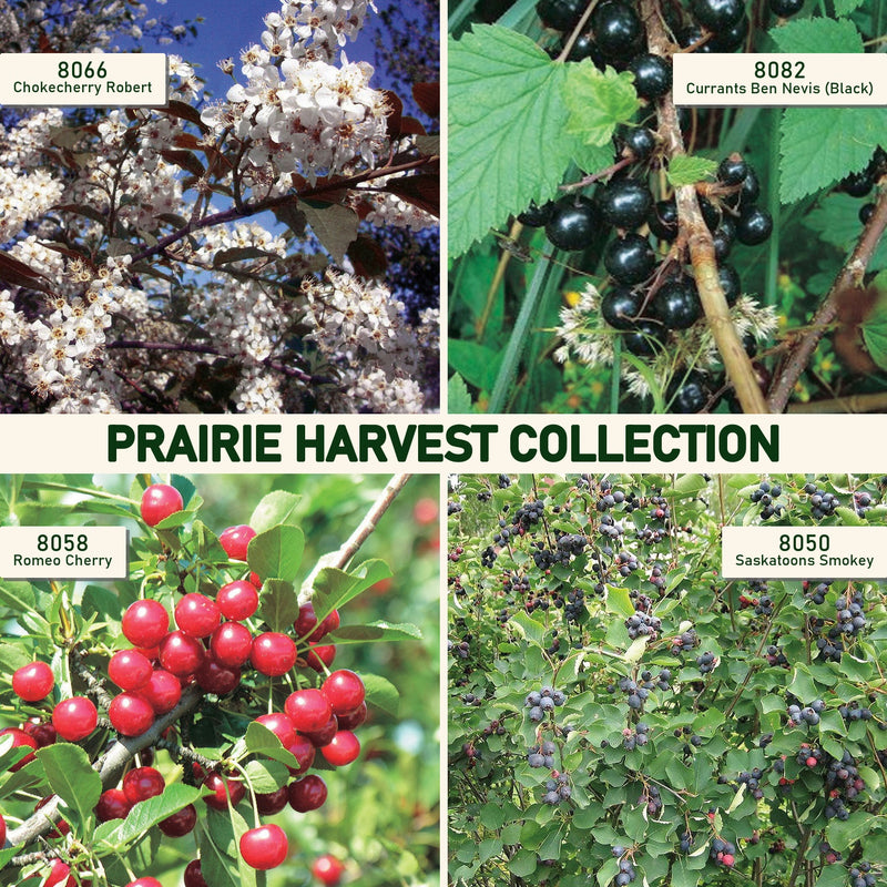 Prairie Harvest Collection