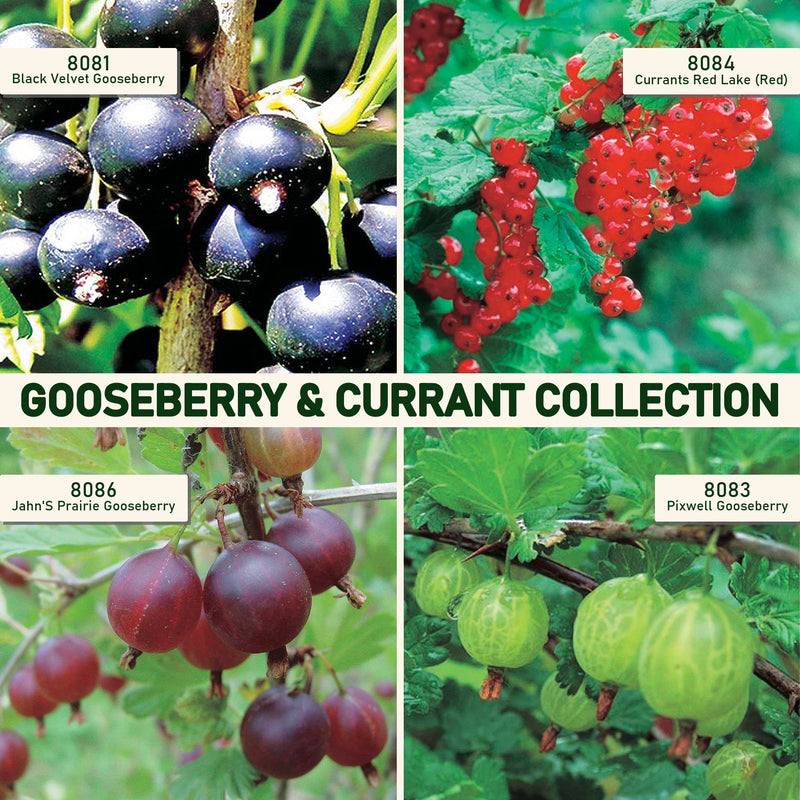 Gooseberry & Currant Collection