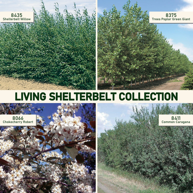 Living Shelterbelt Collection