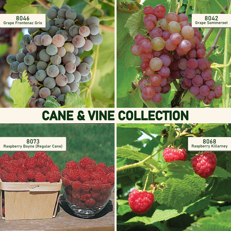 Cane & Vine Collection
