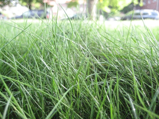 Eco-Grass Seed - 9954A