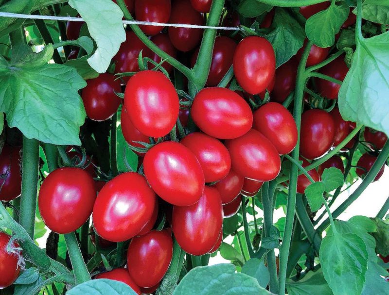 Tomato Ruby Crush Hybrid (65-70 Days) – T&T Seeds