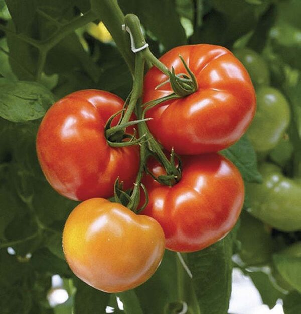 Tomato Carolina Gold 71 Days Tandt Seeds