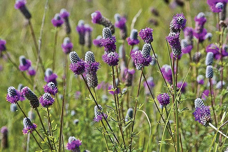 Prairie Purple Clover – T&T Seeds