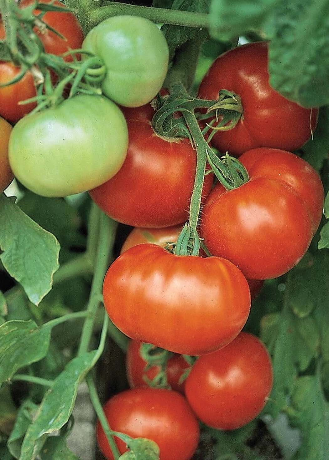 Juliet - (F1) Tomato Seed