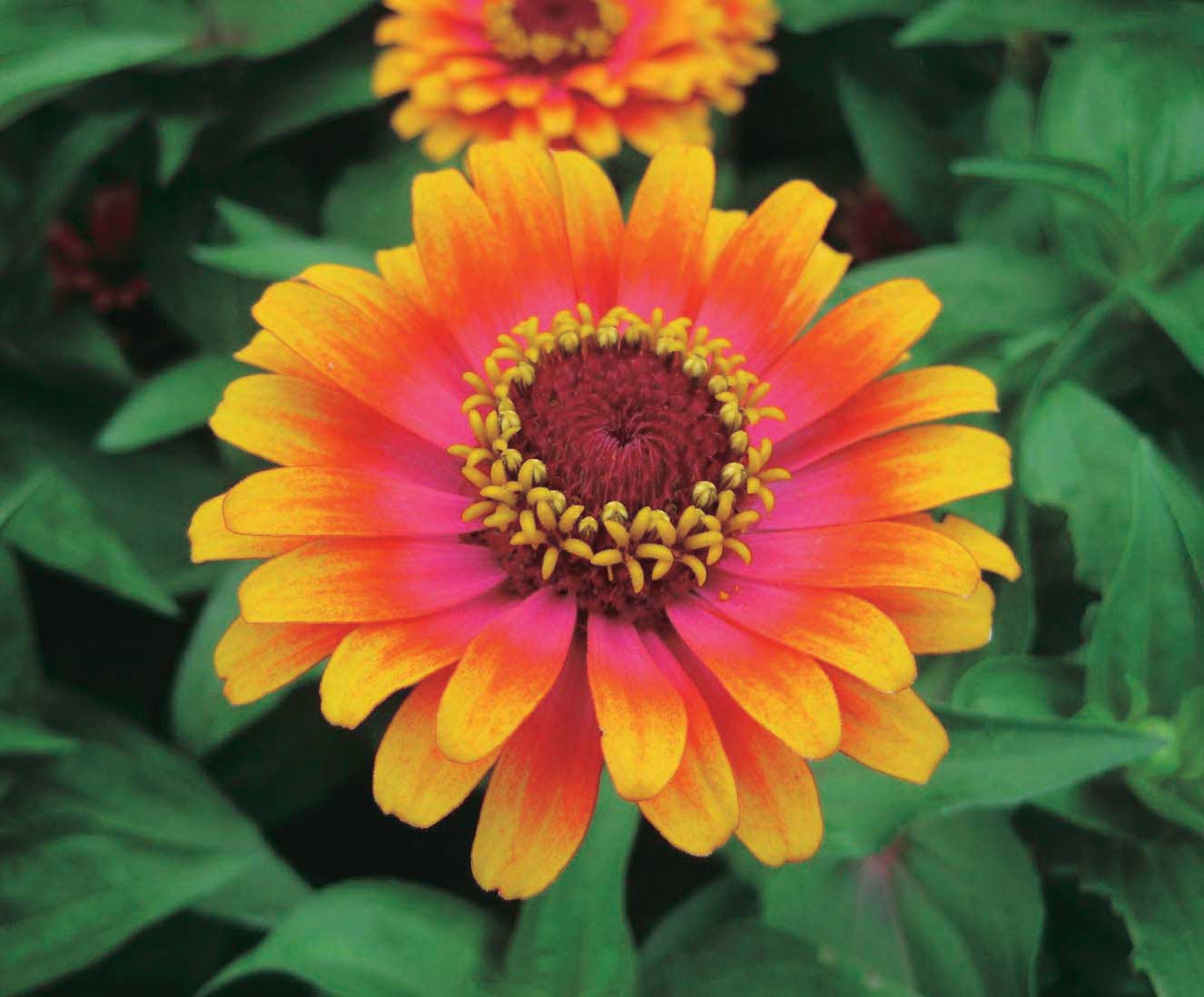 Zinnia Zowie Yellow Flame – T&T Seeds