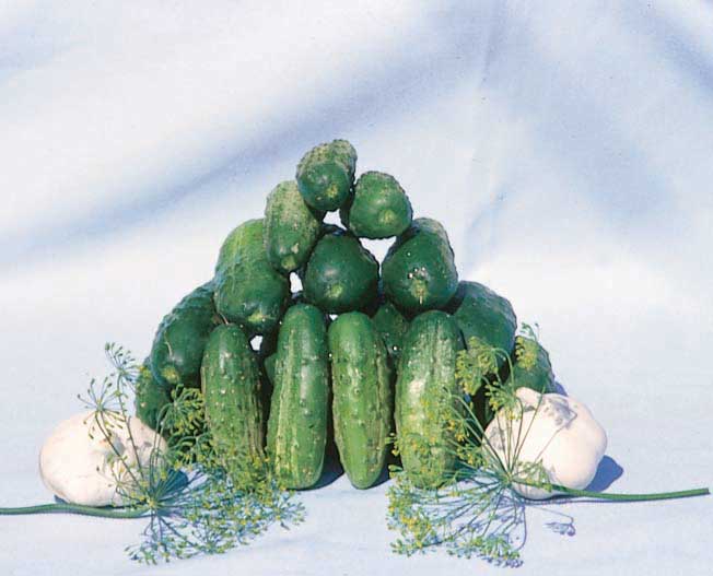 Cucumber Seeds, National Pickling