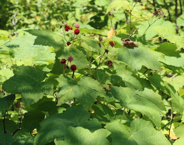 Thimbleberry – T&T Seeds