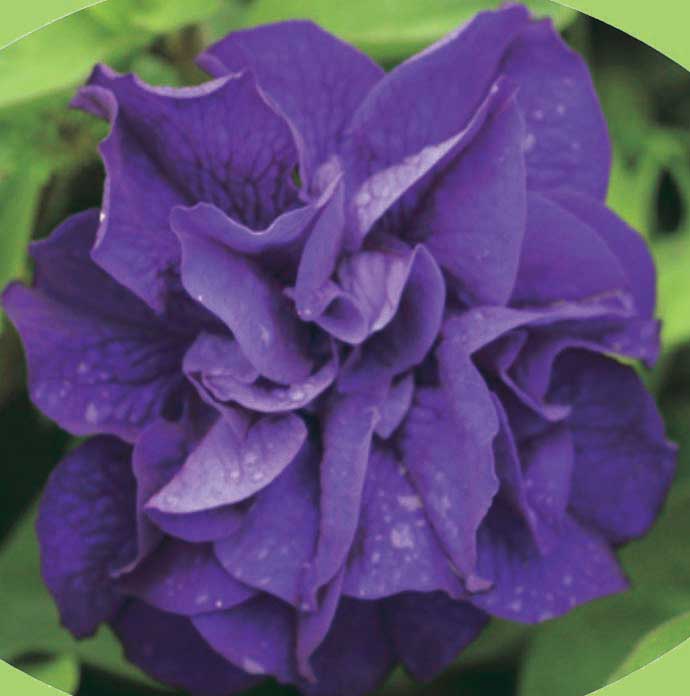 Petunia Double Blue – T&T Seeds