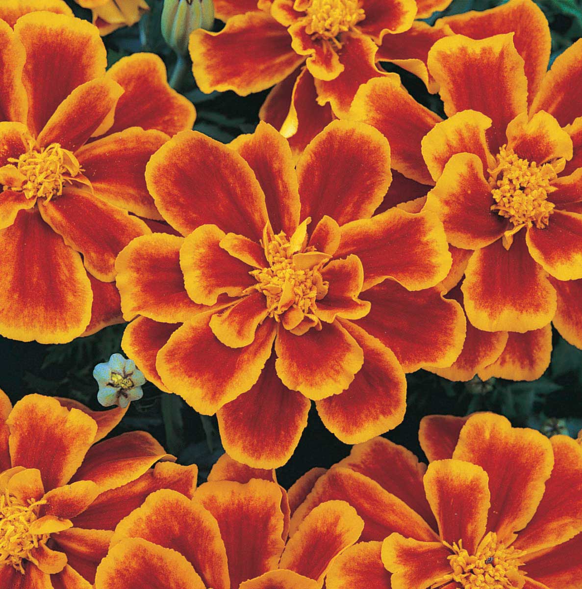 Marigolds Durango Flame – T&T Seeds