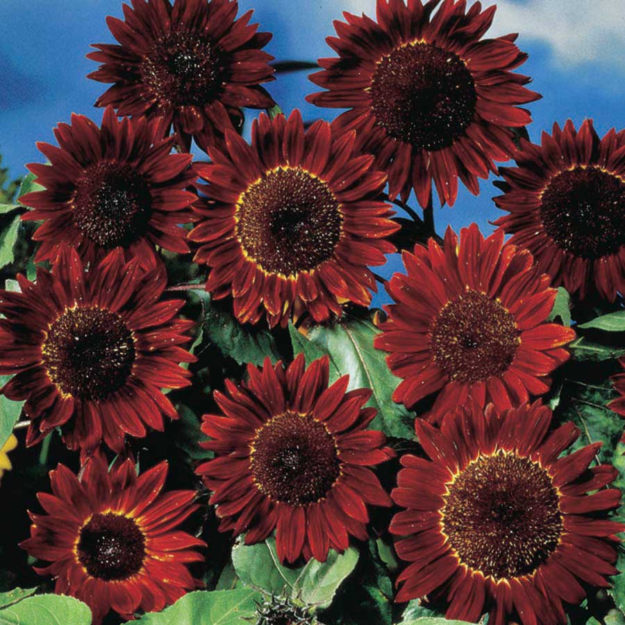 Sunflower Ruby – T&T Seeds