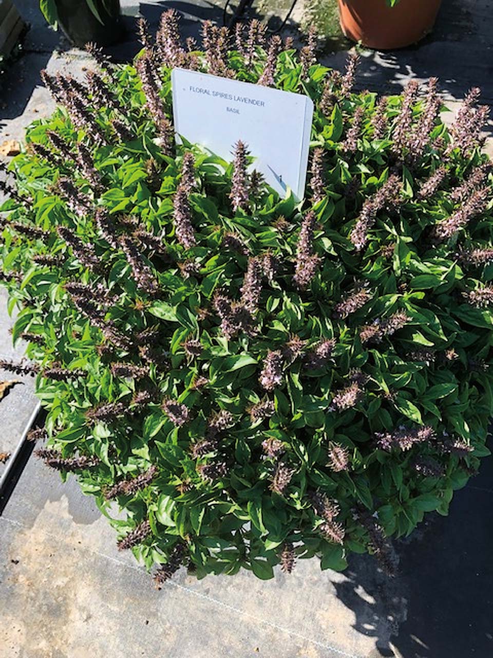 Basil Floral Spires T T Seeds