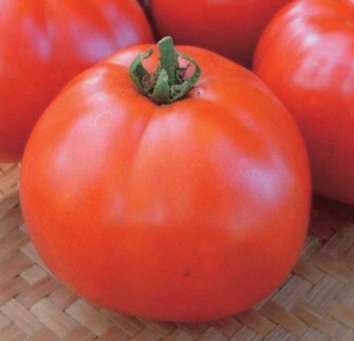 Tomato Manitoba (60 Days) T&T Seeds