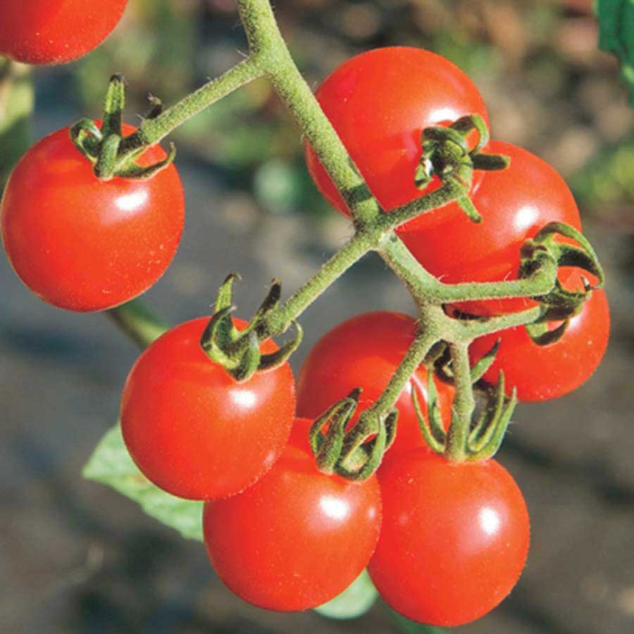 Jasper Cherry Tomato Hyb 60 Days T&T Seeds