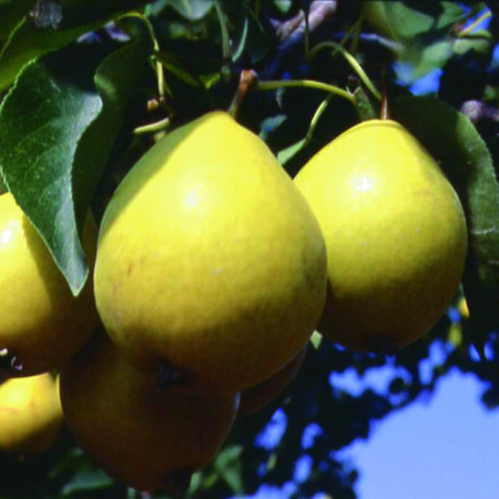 Golden Pear Tree