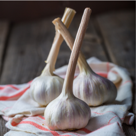 Fall Garlic Mennonite