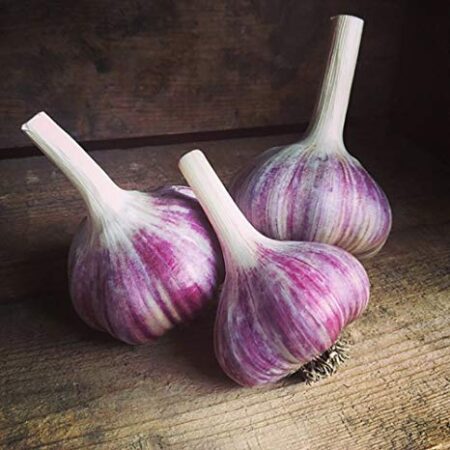 Fall Garlic German Red