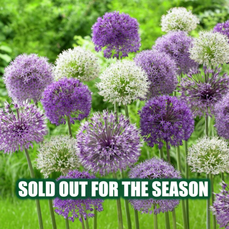 Fall Bulb Allium Bubble Blend - 12 pack