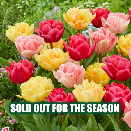 Fall Bulb Tulip Blend Double Dancers - 20 pack