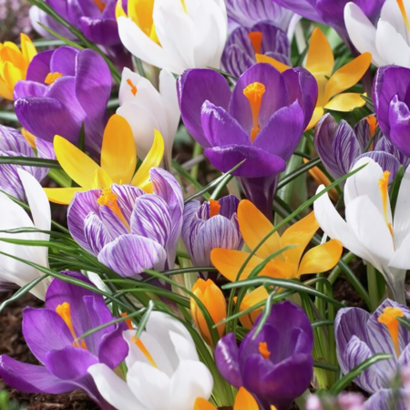 Fall Bulb Crocus Giant Mixed - 20 pack