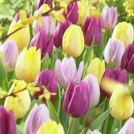 Fall Bulb Tulip Blend Tutti Frutti - 30 pack