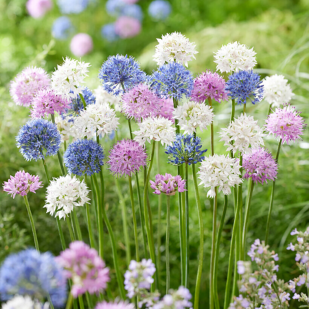 Fall Bulb Allium Fluffy Clouds - 40 pack