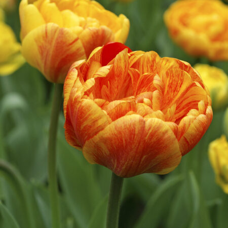 Fall Bulb Tulip Double Late Sun Lover - 10 pack